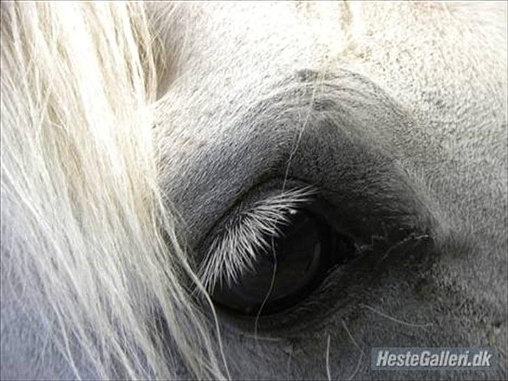 Anden særlig race Tybjerggaards Sully<3 - Bag de låste døre findes den smukkeste sjæl ;) billede 4