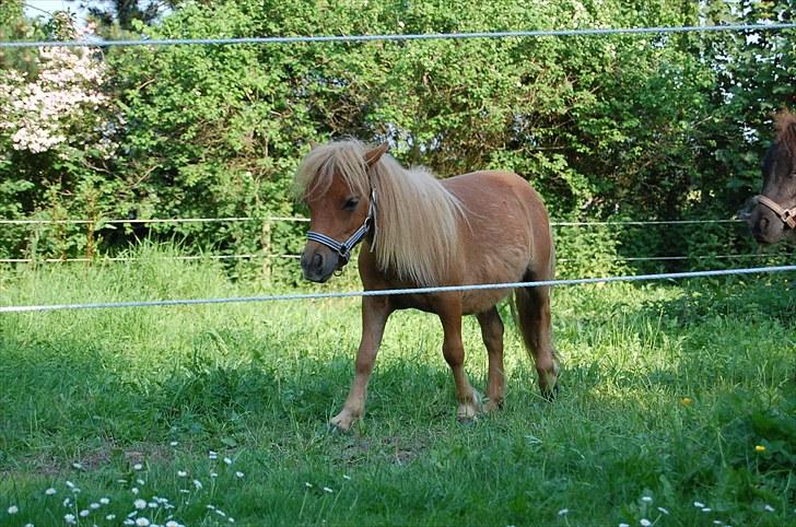 Anden særlig race Bob billede 13