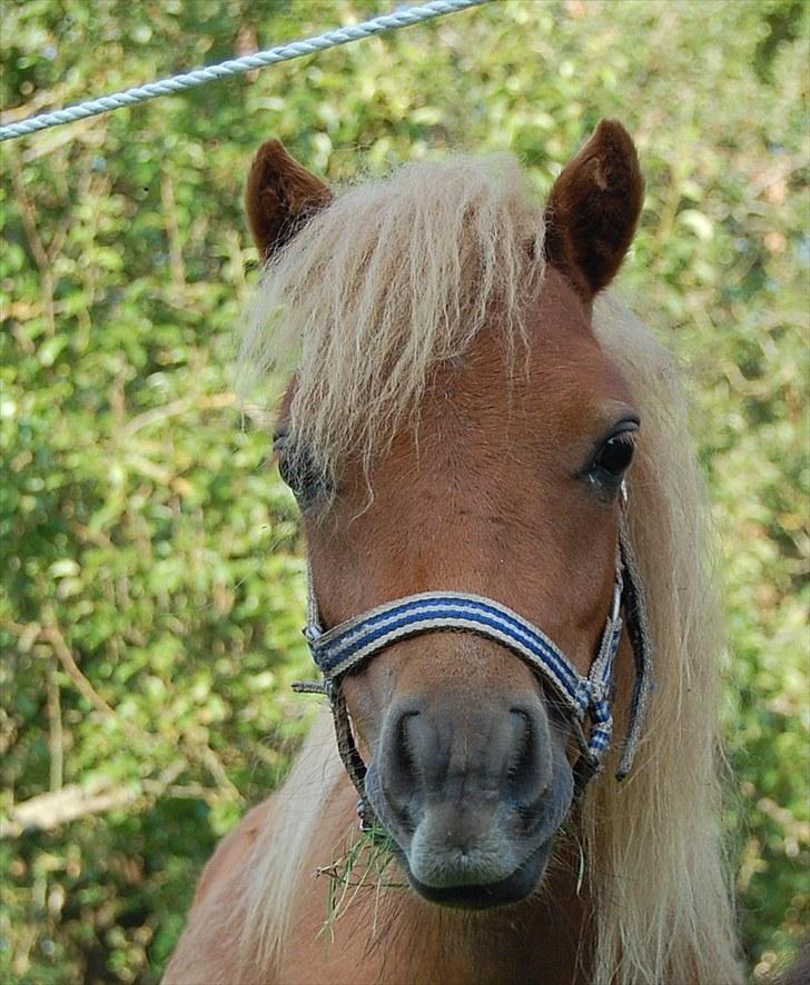 Anden særlig race Bob billede 14