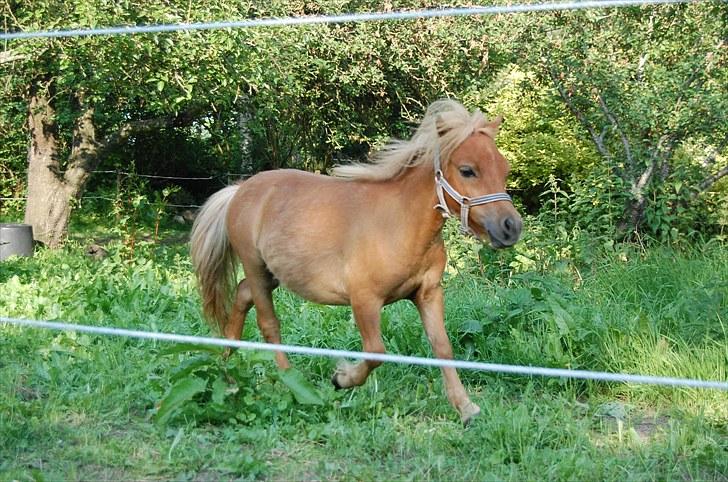 Anden særlig race Bob billede 15