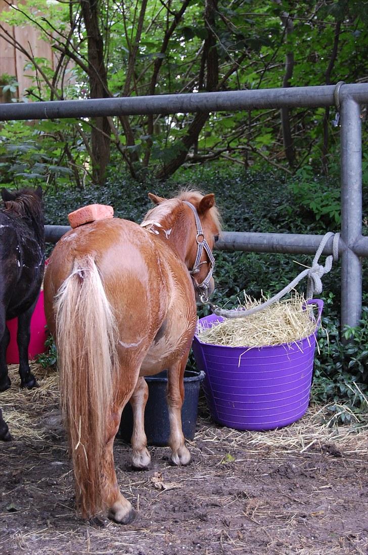 Anden særlig race Bob - Store vaskedag billede 16