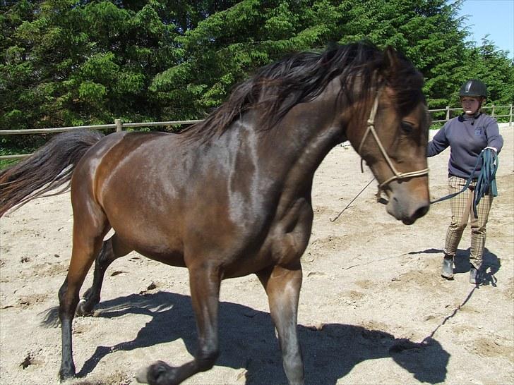 Holstener Caviola - nu er hun blevet 2 1/2 år og hun bliver kun smukkere og smukkere! :) billede 16