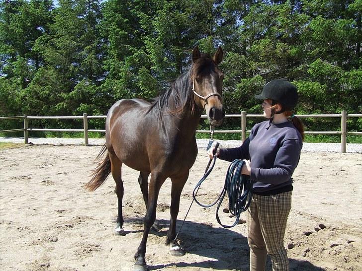 Holstener Caviola billede 17