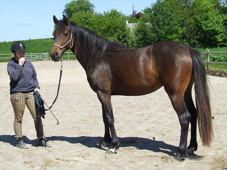 Holstener Caviola billede 18