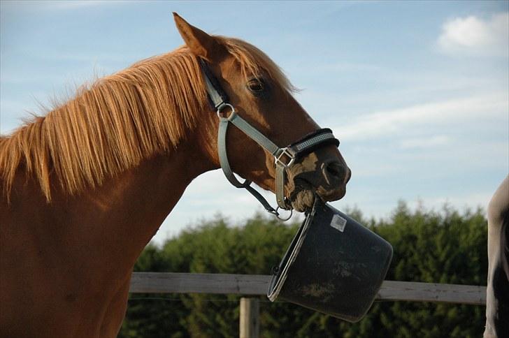 New Forest Magic Skønager | Passer - Hihi nårh. Han elsker at lege med spande! :D | Foto: Mig | MÅ IKKE KOPIERES! billede 13