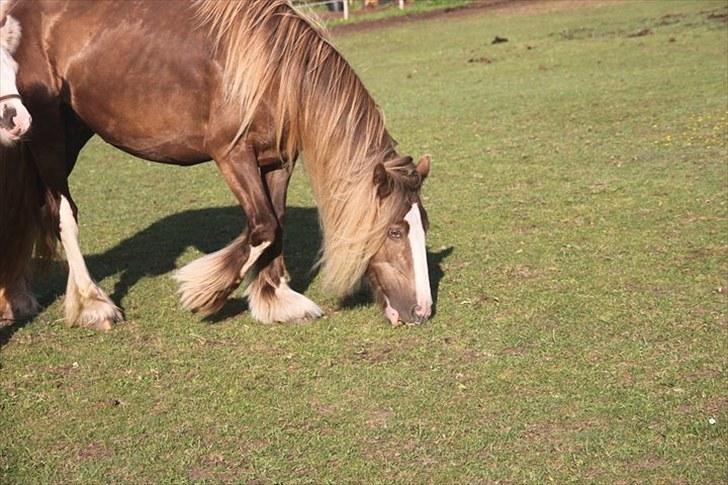 Irish Cob Ebony - "Fundet!" billede 4