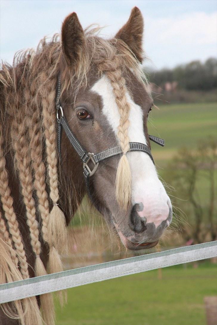 Irish Cob Ebony - Dejlige Ebony billede 6