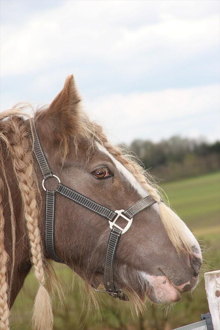 Irish Cob Ebony - iloveyou!;* billede 8