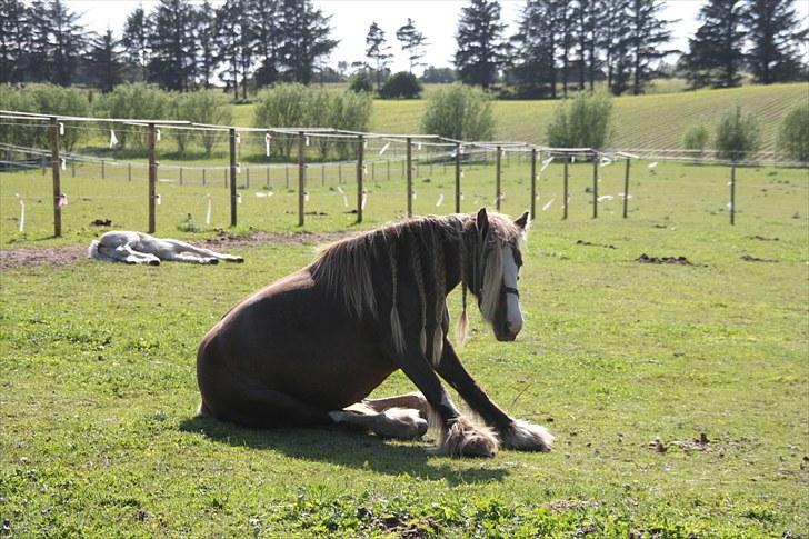 Irish Cob Ebony - Hun kan også sidde! billede 12