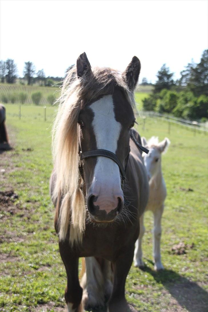 Irish Cob Ebony - "Heeeej!" billede 14