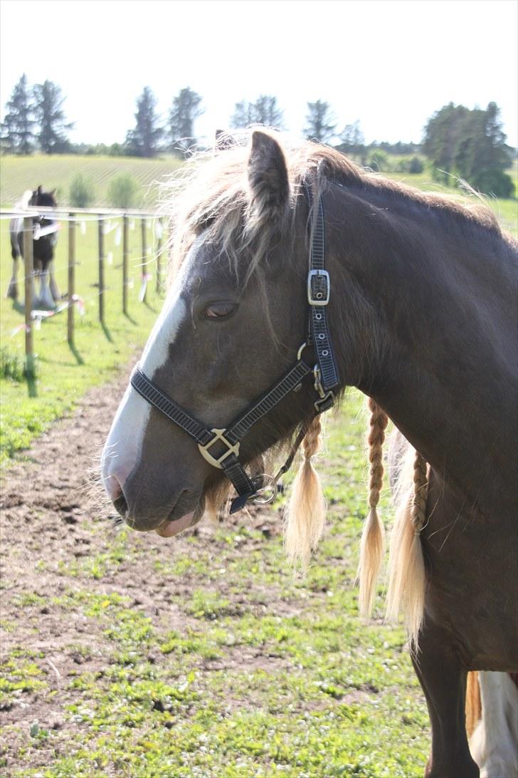 Irish Cob Ebony - <3 u! billede 15