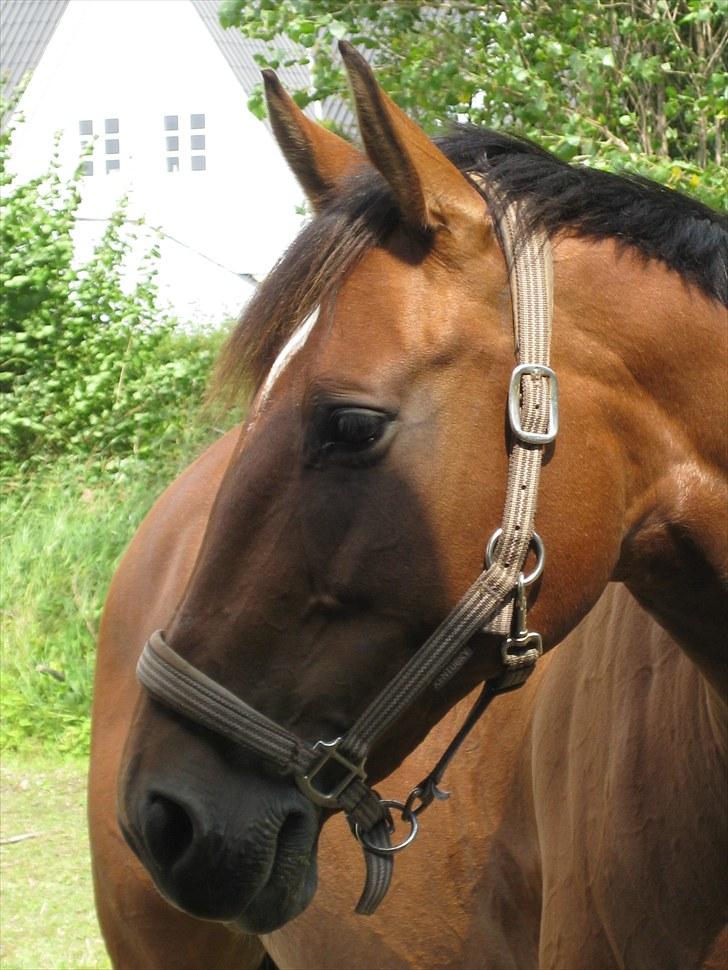 Anden særlig race PW's Tascha  billede 10