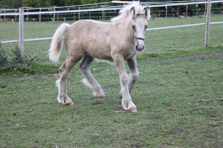 Irish Cob Rooster's Le Mans - "Jeg kommer!!" billede 17