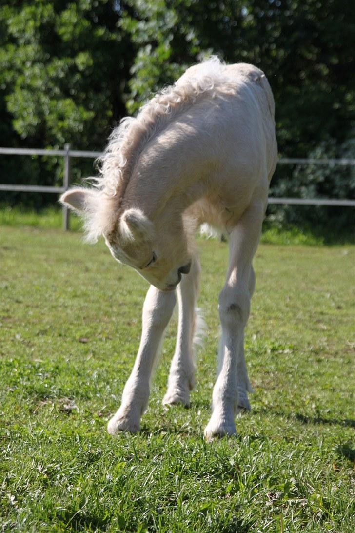 Irish Cob Rooster's Le Mans - Arh´ det klør! billede 20