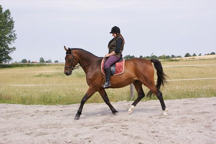 Anden særlig race Don Juan - velkommen til don jaun´s profil (-;  - Foto: LJ-Foto. billede 1
