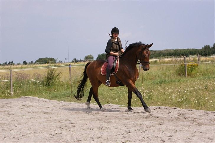 Anden særlig race Don Juan - galop billede :)  - Foto: LJ-Foto. billede 12
