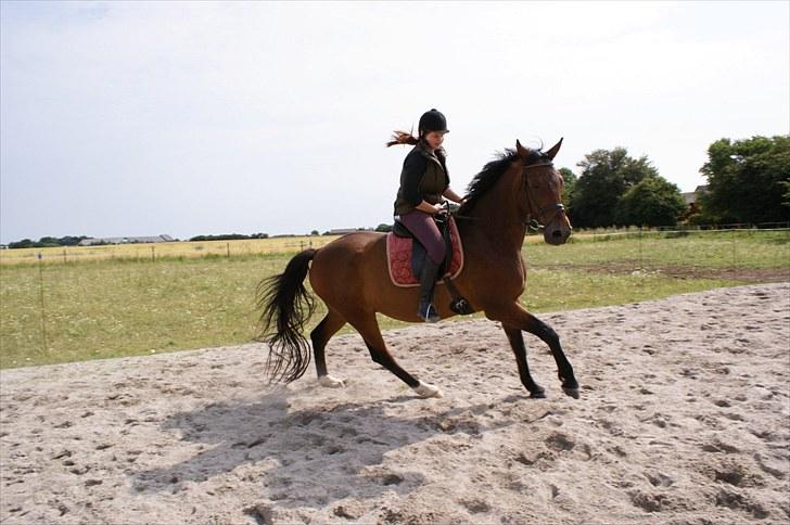 Anden særlig race Don Juan - galop billede :)  - Foto: LJ-Foto. billede 13