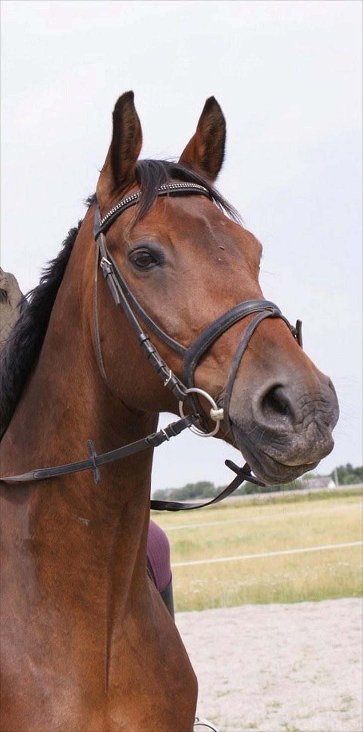 Anden særlig race Don Juan - Smukke smukke johansen!<3 -Foto: LJ-Foto. billede 15