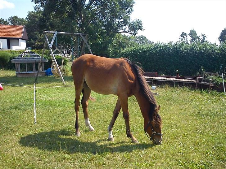Anden særlig race fire walkers aslan billede 13