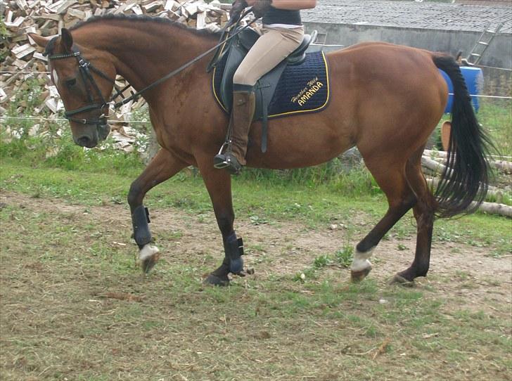 Traver Heather Wild Solgt - taget d. 31-07-2010 billede 15