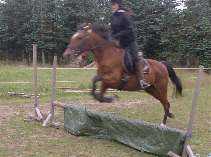 Traver Heather Wild Solgt - 14-10-2010 Husk hun er 20 og har først lært at springe for ca. 2måneder siden, og første gang med fyld billede 16