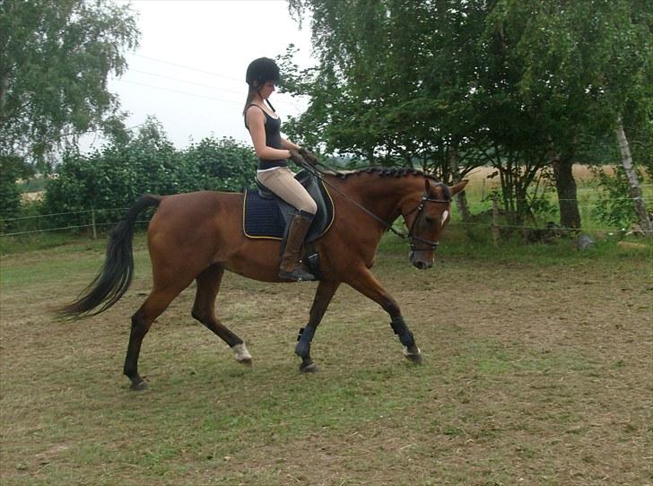 Traver Heather Wild Solgt - taget d. 31-07-2010 billede 18