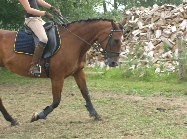 Traver Heather Wild Solgt - taget d. 31-07-2010 billede 19