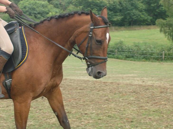 Traver Heather Wild Solgt - taget d. 31-07-2010 billede 20