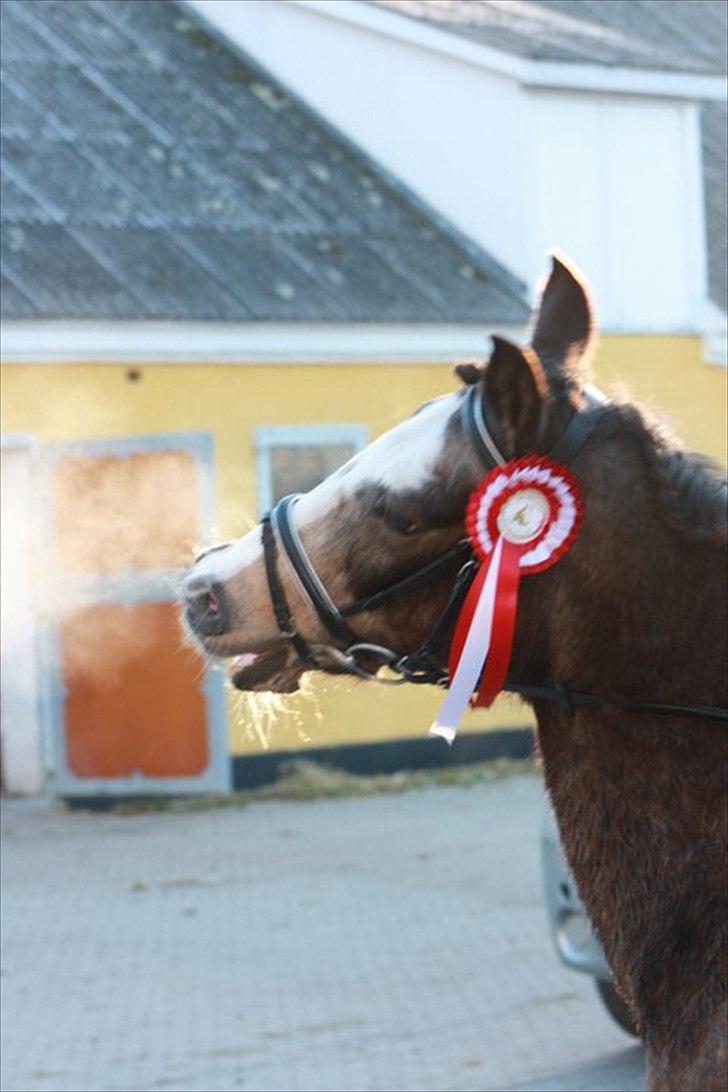 Anden særlig race Foxy - The Best Thing About Me Is You..! ♥ :) billede 11