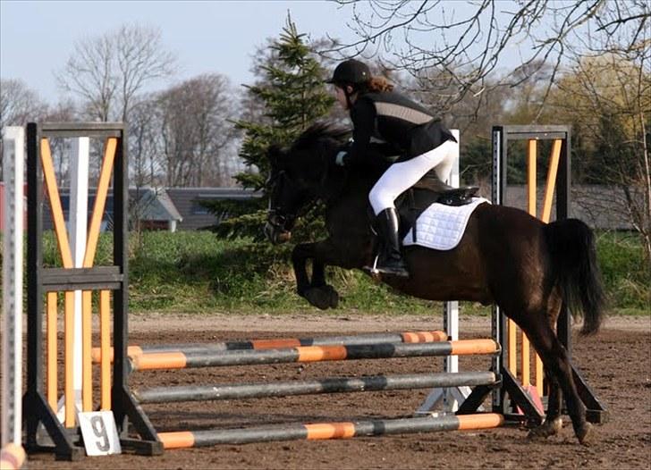 Anden særlig race Foxy - Stævne på Allerupgaard 2010 billede 2