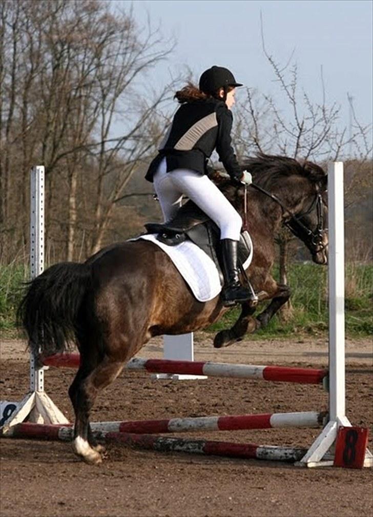 Anden særlig race Foxy - Stævne på Allerupgaard 2010 billede 4