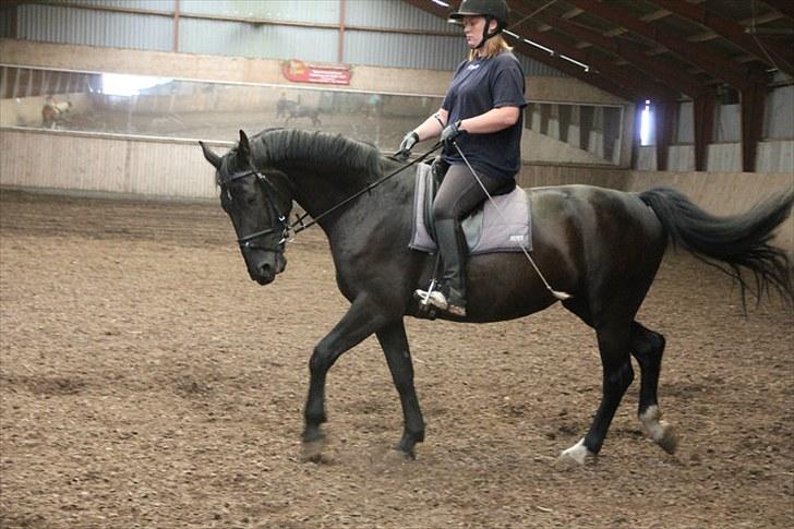 Anden særlig race Flika billede 25