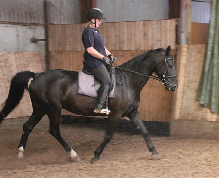 Anden særlig race Flika billede 26