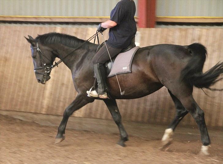 Anden særlig race Flika billede 27