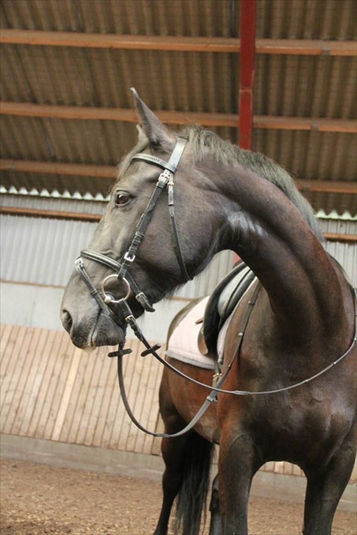 Anden særlig race Flika billede 28