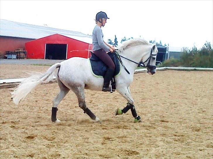 Anden særlig race Ronja billede 8