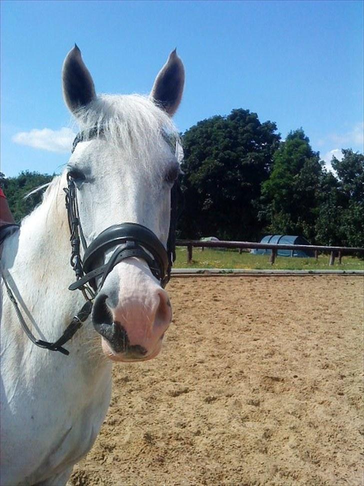 Anden særlig race Ronja billede 12