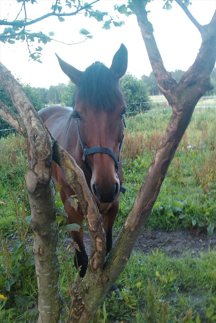 Holstener Cool Breeze *SOLGT!* - Første dag på folden :) billede 2
