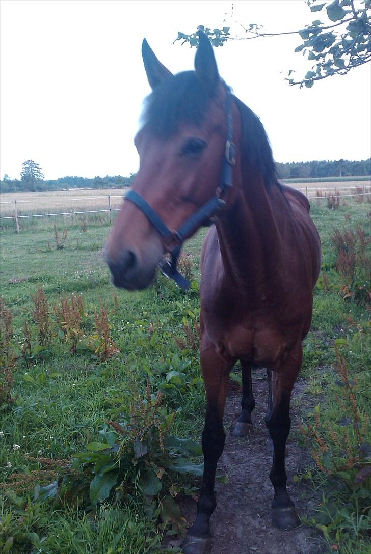 Holstener Cool Breeze *SOLGT!* billede 4