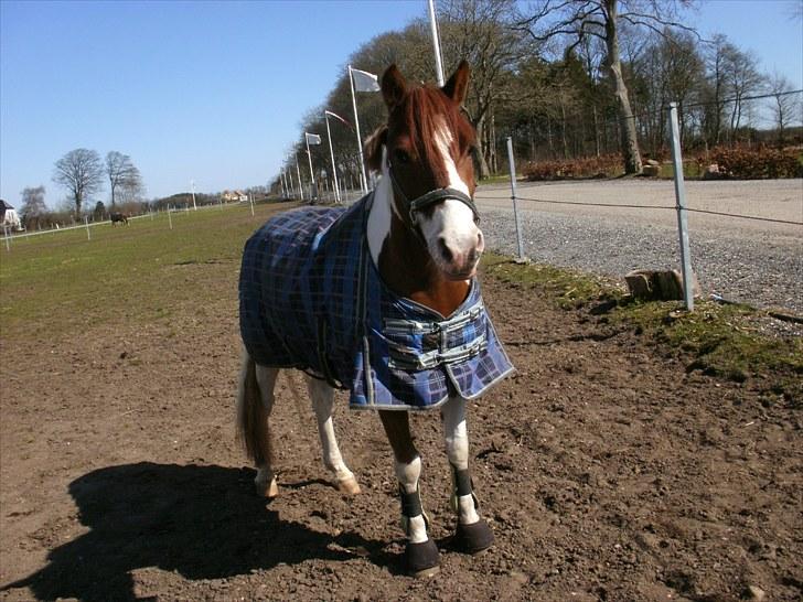 Anden særlig race Little sky (Solgt) billede 9