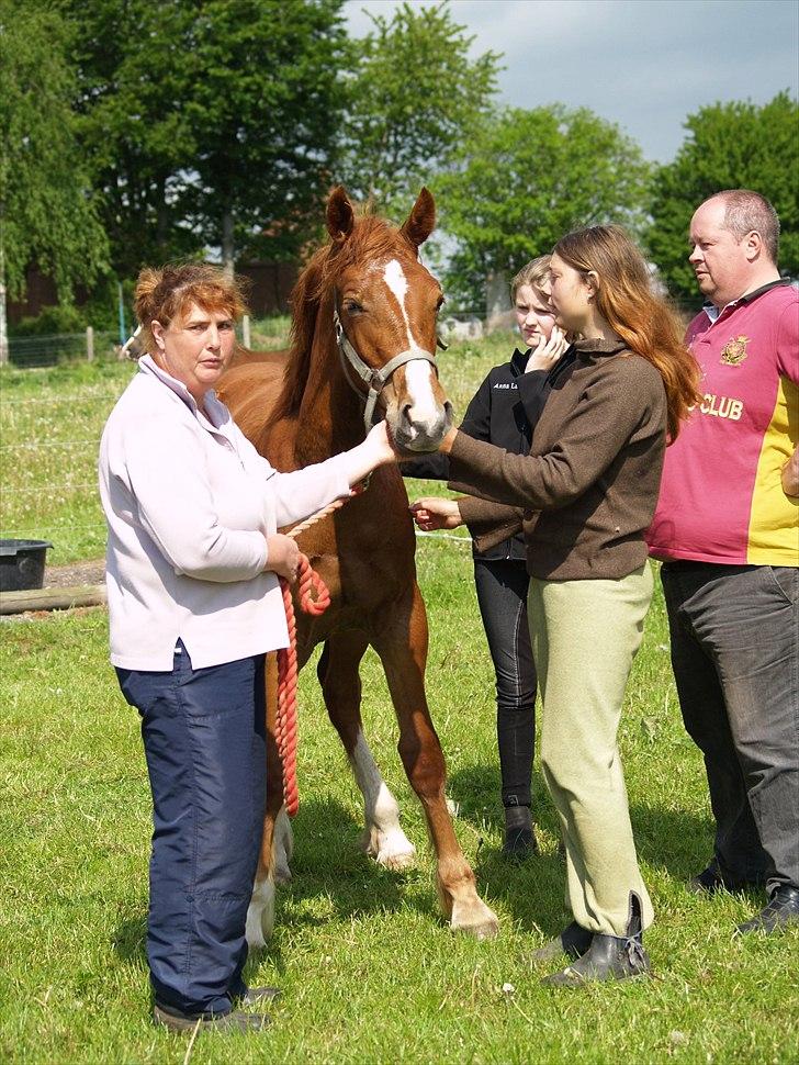 Welsh Cob (sec D) Harvest Magic Rain - foto: Zanne jedig billede 4