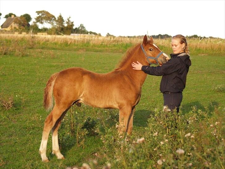 Welsh Cob (sec D) Harvest Magic Rain - se hvor stor han er .. kun 2 mdr... foto: zanne jedig billede 7