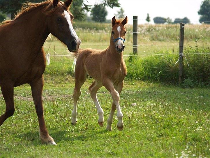 Welsh Cob (sec D) Harvest Magic Rain - foto: Zanne jedig billede 9