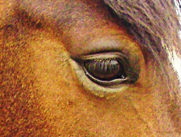Welsh Pony af Cob-type (sec C) Haymo's Surprise billede 8