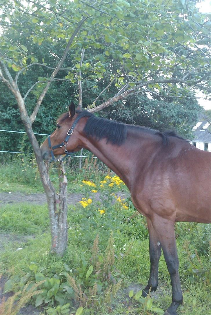 Holstener Cool Breeze *SOLGT!* billede 5