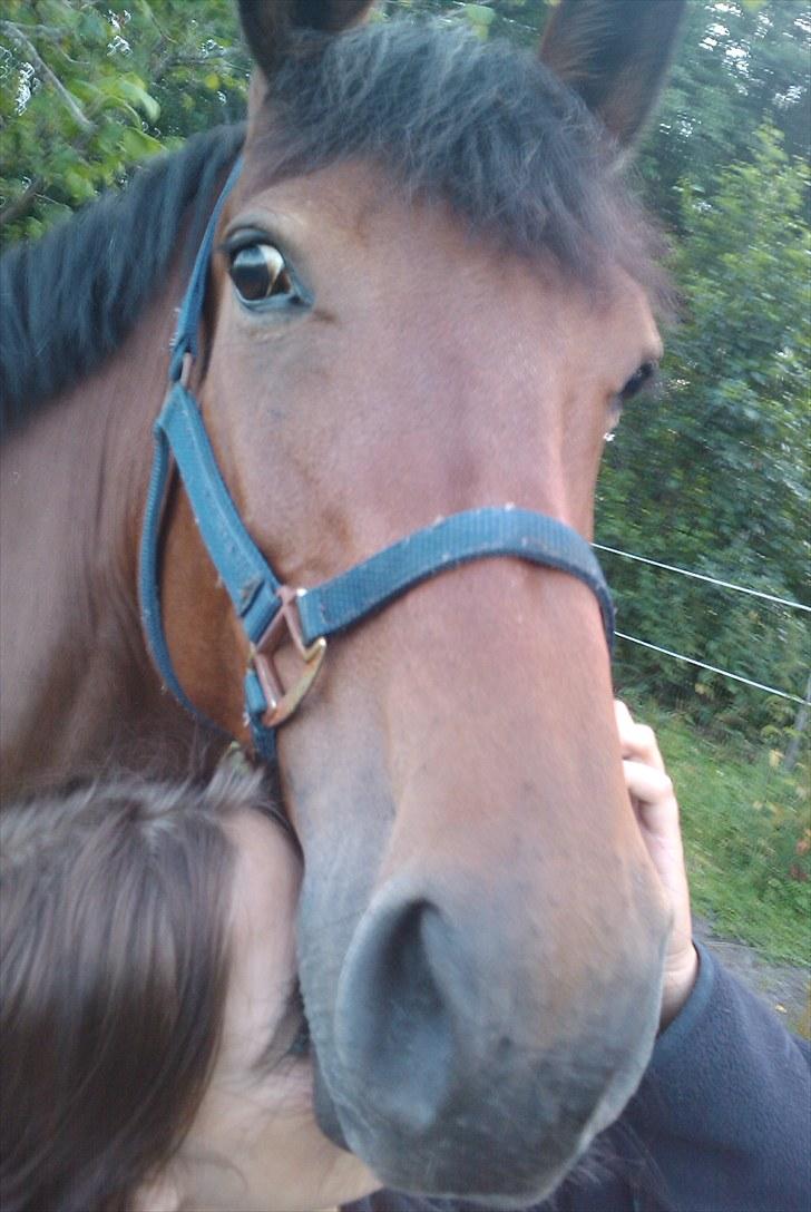 Holstener Cool Breeze *SOLGT!* billede 8