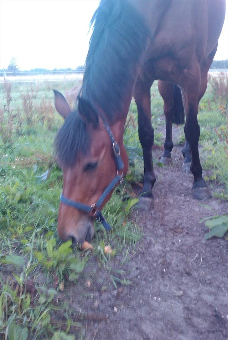 Holstener Cool Breeze *SOLGT!* billede 12