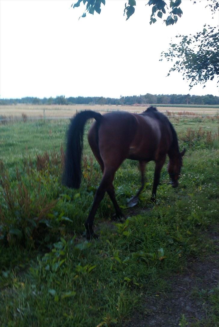 Holstener Cool Breeze *SOLGT!* billede 14