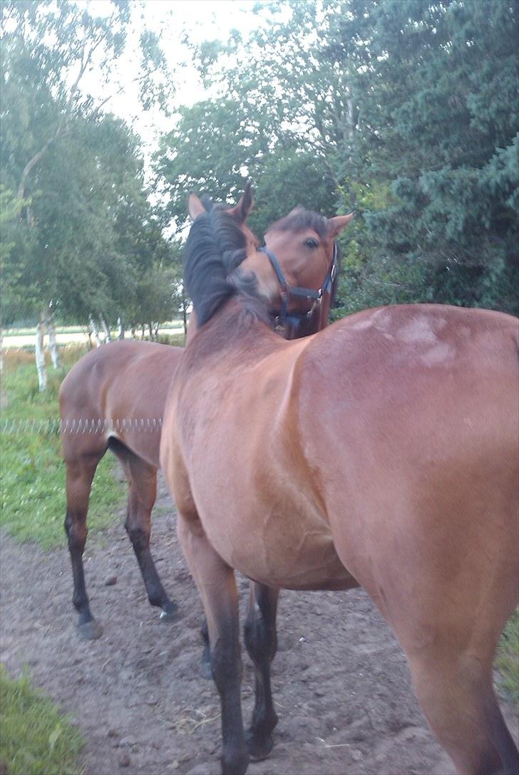 Holstener Cool Breeze *SOLGT!* - Hygger sig med Irco - Miro ;-) billede 15