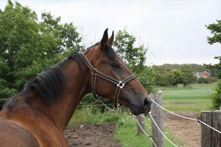 Oldenborg scaro R.I.P - Velkommen til Scaros profil ;) billede 1